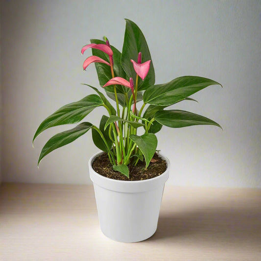 Anthurium 'Purple' - Purple Majesty: Exotic Heart-Shaped Houseplant