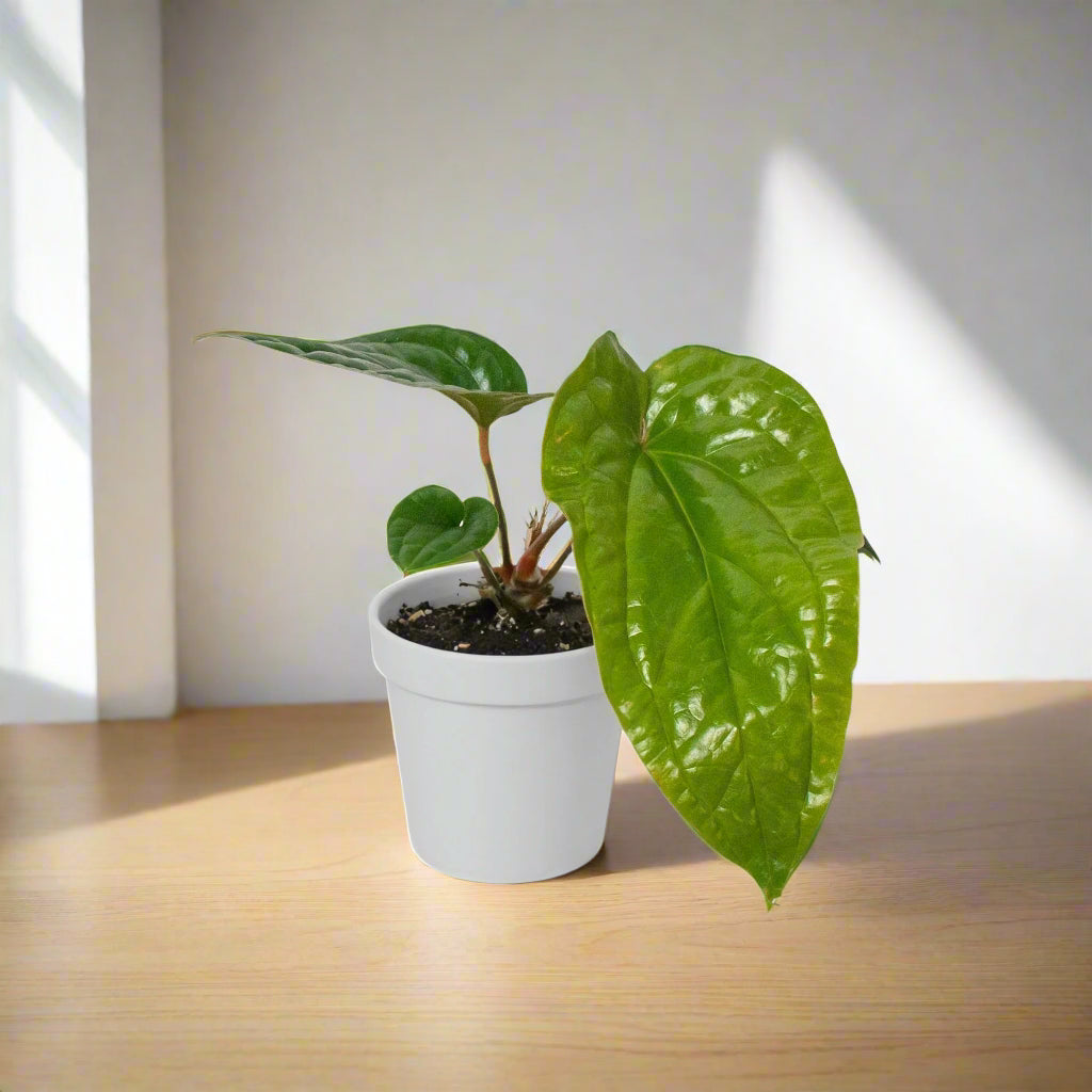 Anthurium 'Radicans x Luxurians' - Glam Green Beast: Stunning Thick-Leaf Hybrid for Indoor Elegance