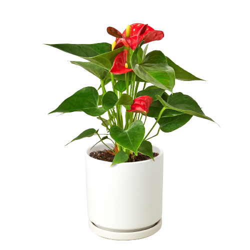 Anthurium 'Red' - Red Hot Romance: Exotic Flowering Houseplant with Glossy Heart-Shaped Leaves