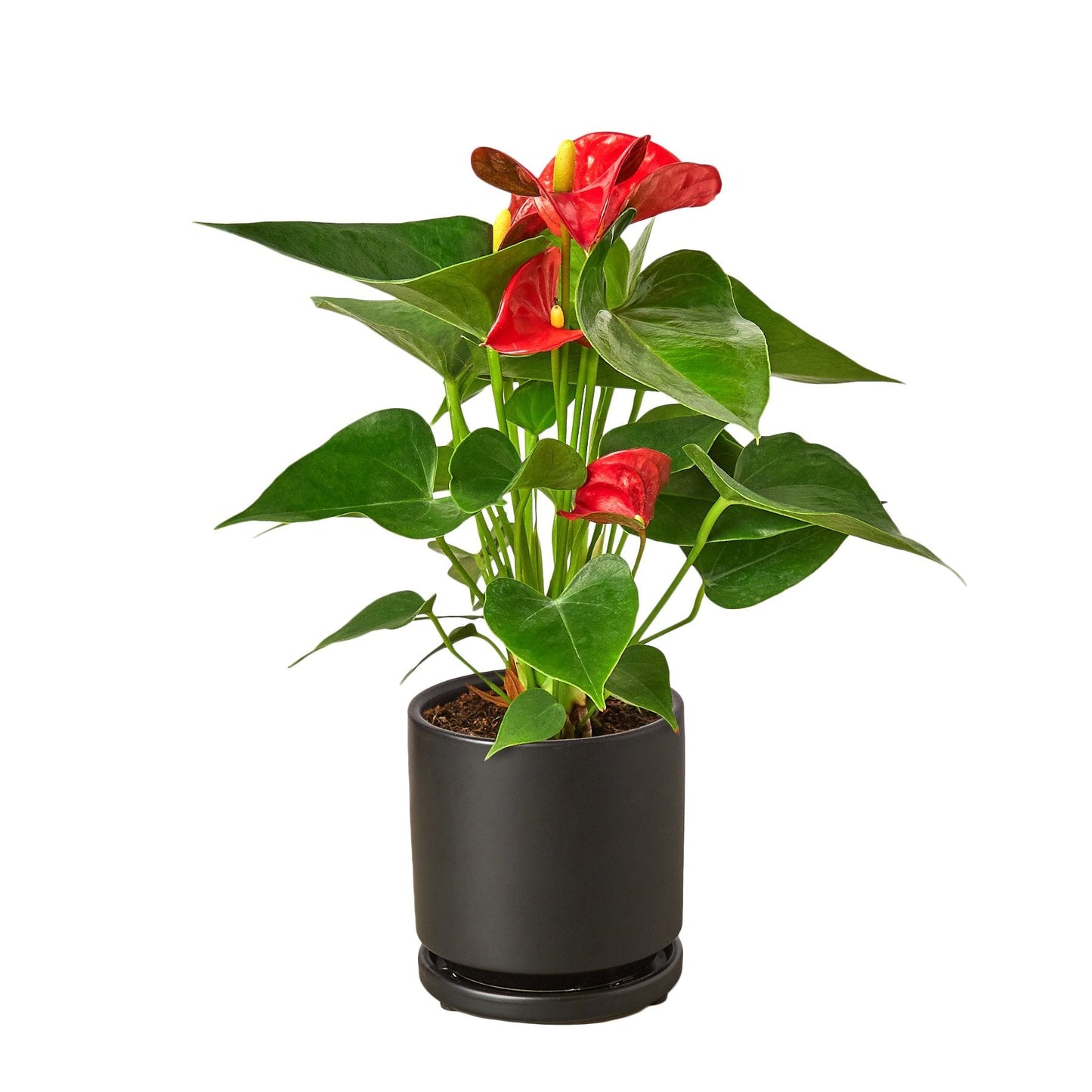 Anthurium 'Red' - Red Hot Romance: Exotic Flowering Houseplant with Glossy Heart-Shaped Leaves