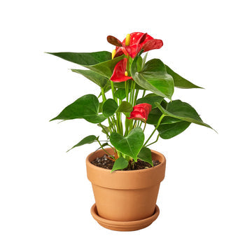 Anthurium 'Red' - Red Hot Romance: Exotic Flowering Houseplant with Glossy Heart-Shaped Leaves