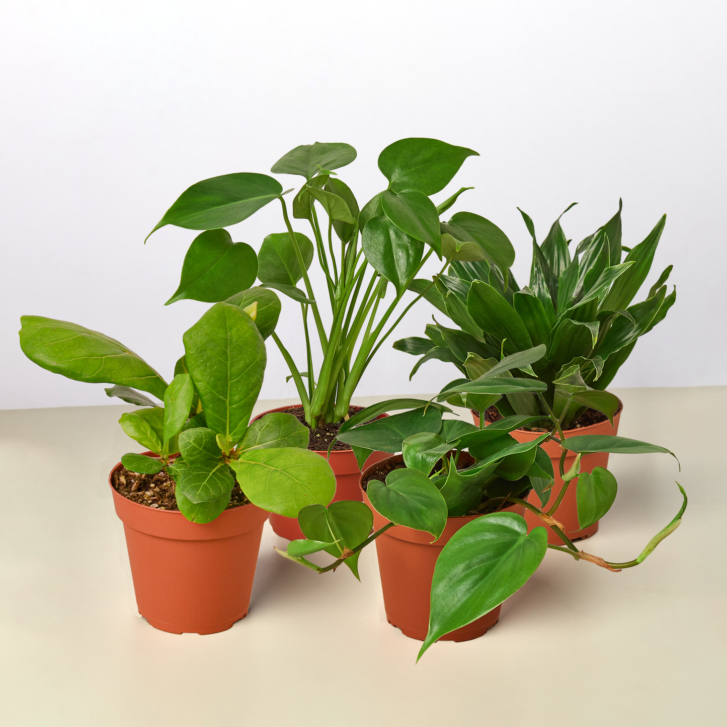 Best Selling Bundle - The Fantastic Four: Monstera Split Leaf, Dracaena Janet Craig, Philodendron Cordatum, Ficus Lyrata