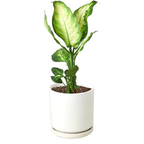 Dieffenbachia Camille - Eternal Sunshine: Vibrant, Low-Maintenance Houseplant with Striking Green and Yellow Leaves