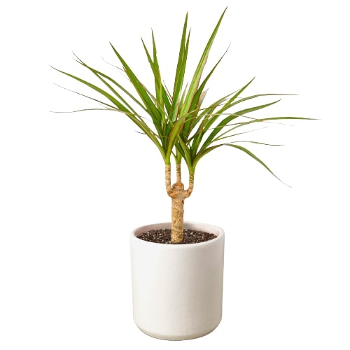 Dracaena Marginata Cane - Drag-tastic Dream: Low Maintenance and Vibrant Indoor Plant