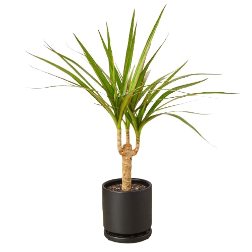 Dracaena Marginata Cane - Drag-tastic Dream: Low Maintenance and Vibrant Indoor Plant