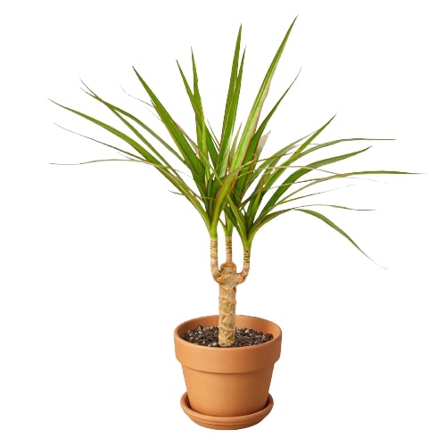 Dracaena Marginata Cane - Drag-tastic Dream: Low Maintenance and Vibrant Indoor Plant