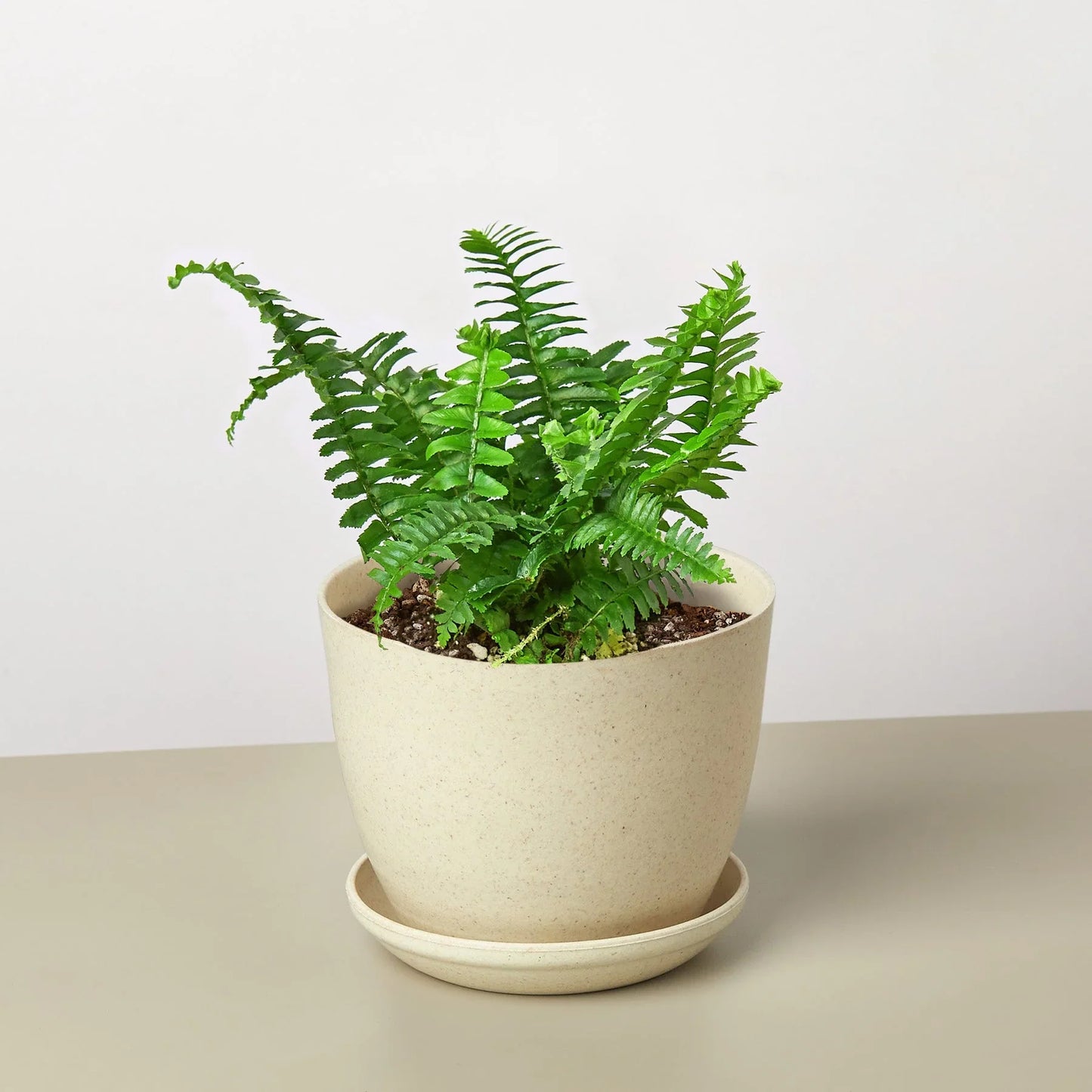 Jester's Crown Fern - The Crown of Chuckles: Lush and Playful Indoor Plant