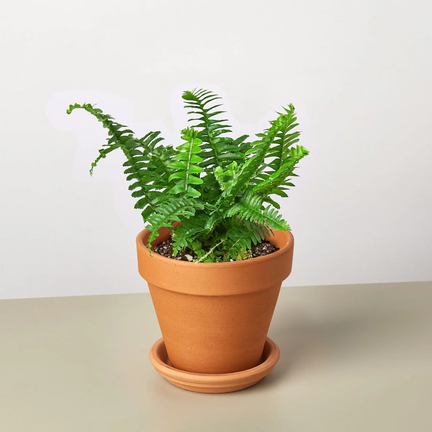 Jester's Crown Fern - The Crown of Chuckles: Lush and Playful Indoor Plant