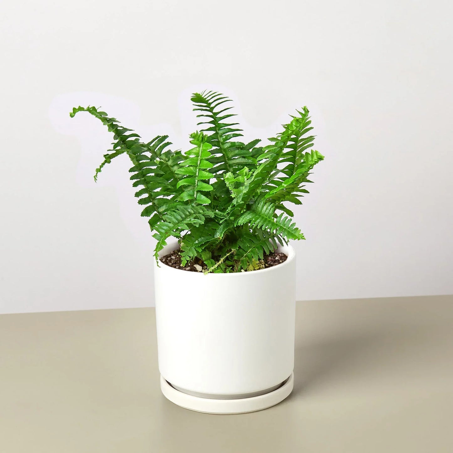 Jester's Crown Fern - The Crown of Chuckles: Lush and Playful Indoor Plant