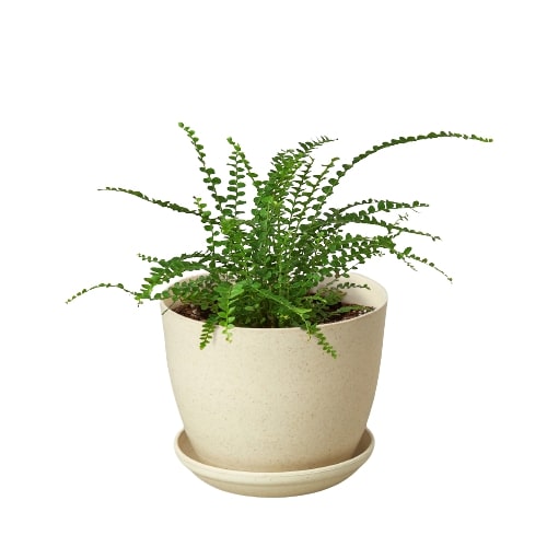 Fern 'Lemon Button' - Zesty Fern Fiesta: Charming, Compact Boston Fern with Citrus-Tinted Fronds