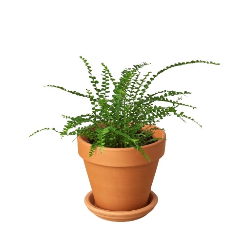 Fern 'Lemon Button' - Zesty Fern Fiesta: Charming, Compact Boston Fern with Citrus-Tinted Fronds