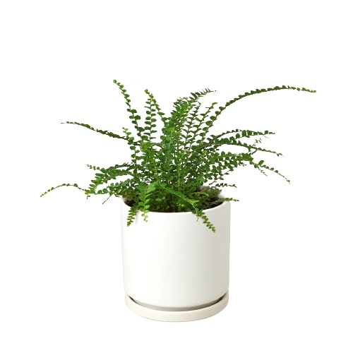 Fern 'Lemon Button' - Zesty Fern Fiesta: Charming, Compact Boston Fern with Citrus-Tinted Fronds