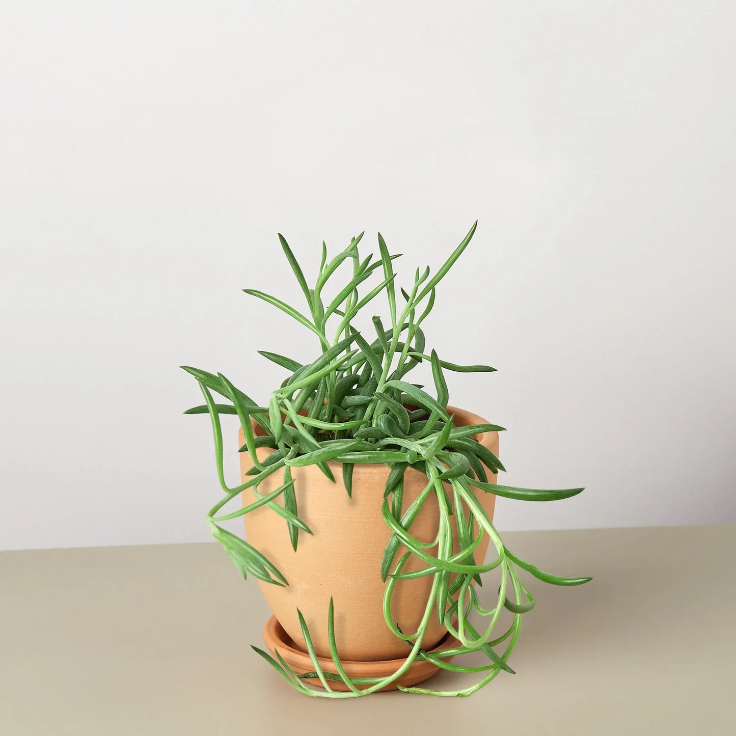 Senecio Succulent 'Fish Hooks' - Hooked on Green: Low-Maintenance Trailing Houseplant