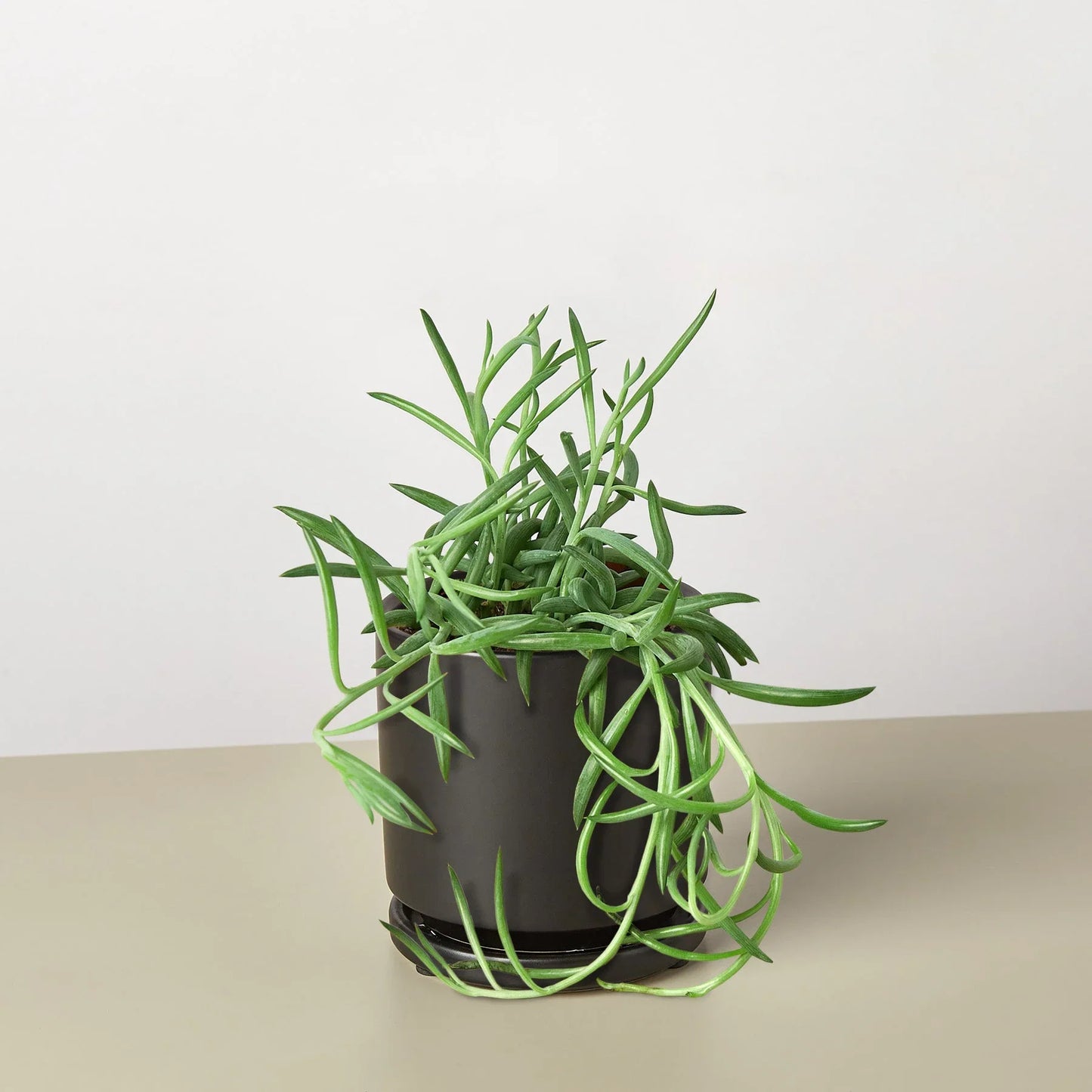 Senecio Succulent 'Fish Hooks' - Hooked on Green: Low-Maintenance Trailing Houseplant