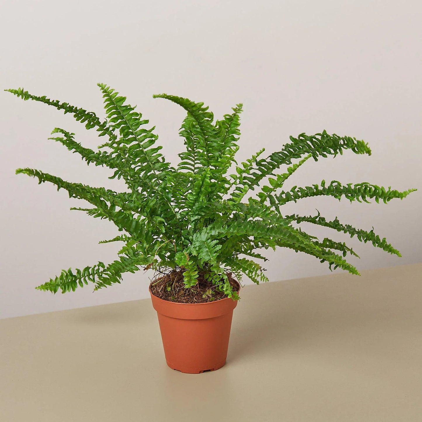 Jester's Crown Fern - The Crown of Chuckles: Lush and Playful Indoor Plant