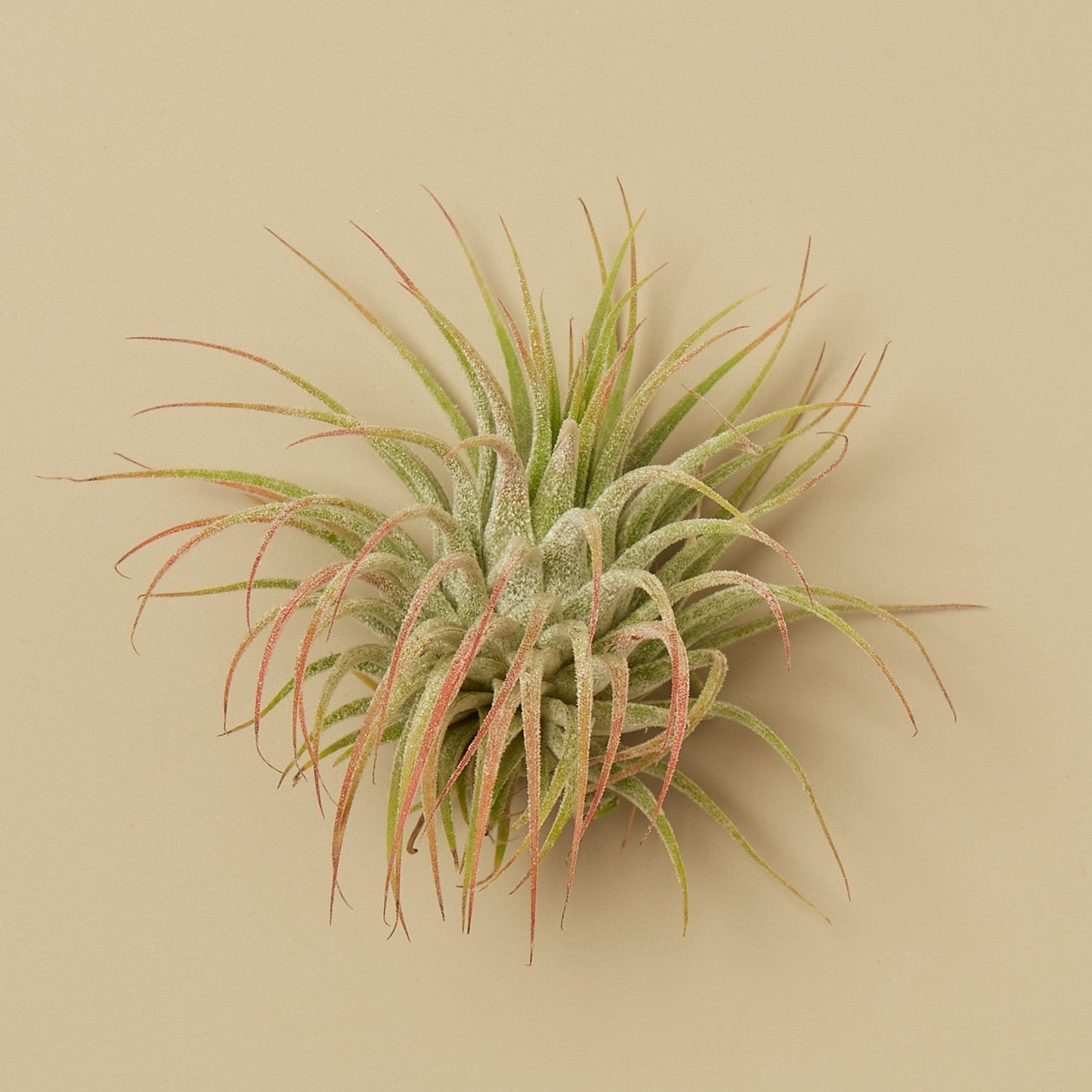 Tillandsia Air Plant Ionantha w/ Fertilizer - Spike-Tacular Buddy: Vivid, Easy-Care Air Plant