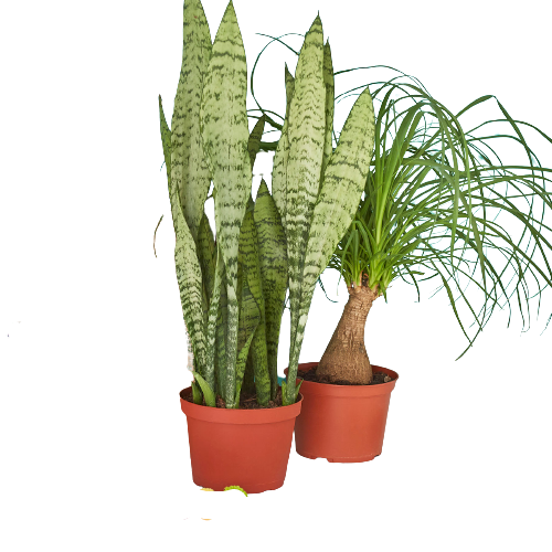 Plant Party Duo: 2 - 6" Indoor Plants Premium Subscription Box - Discover New Plants Monthly