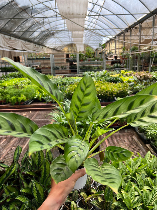 Calathea Leopardina - Stripes for Days: Vibrant Zebra Plant with Decorative Leaves