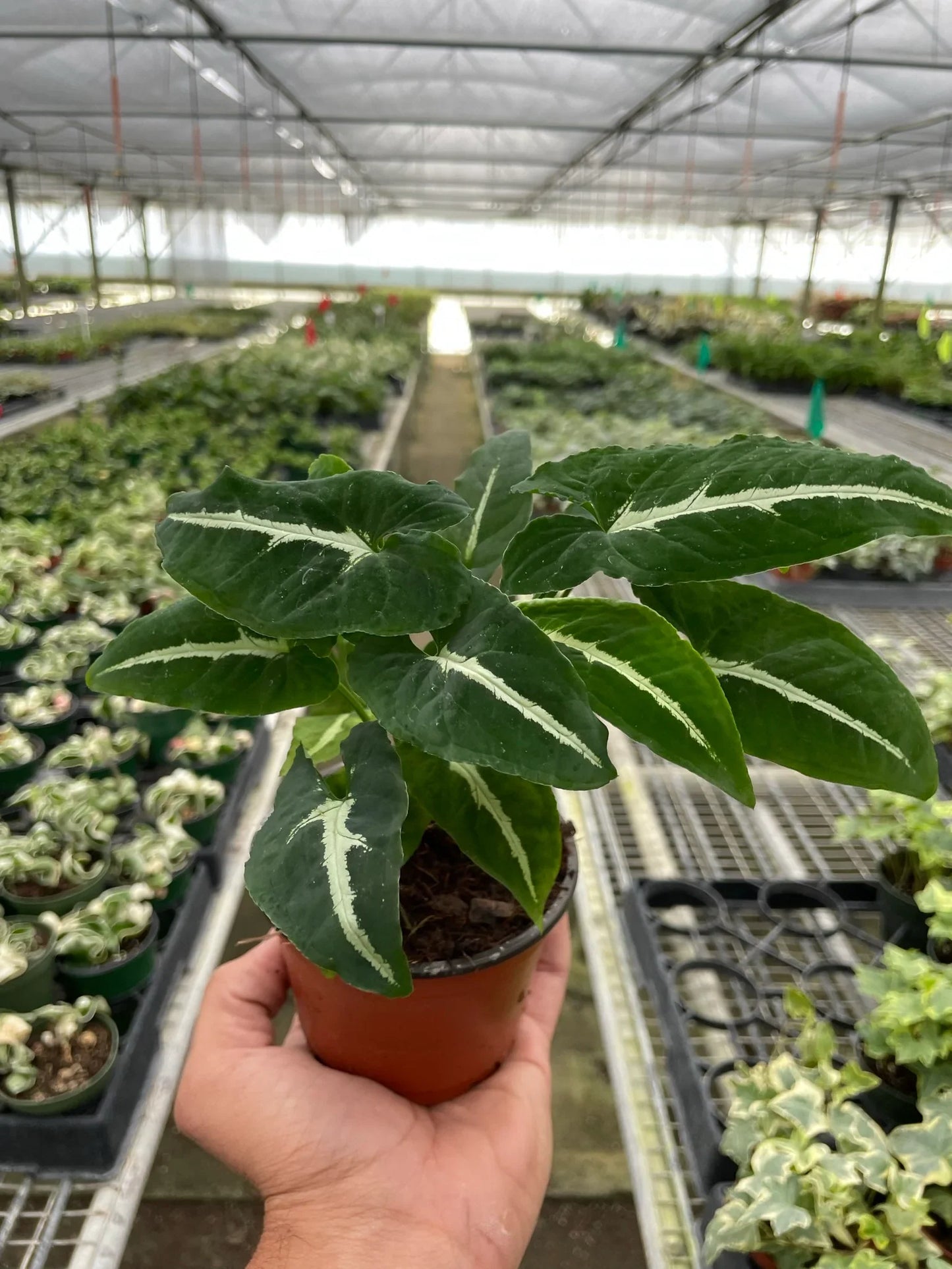 Syngonium Wendlandii 'Black Velvet' - Velvet Whisperer: Exotic Trailing Houseplant with Unique Dark Foliage