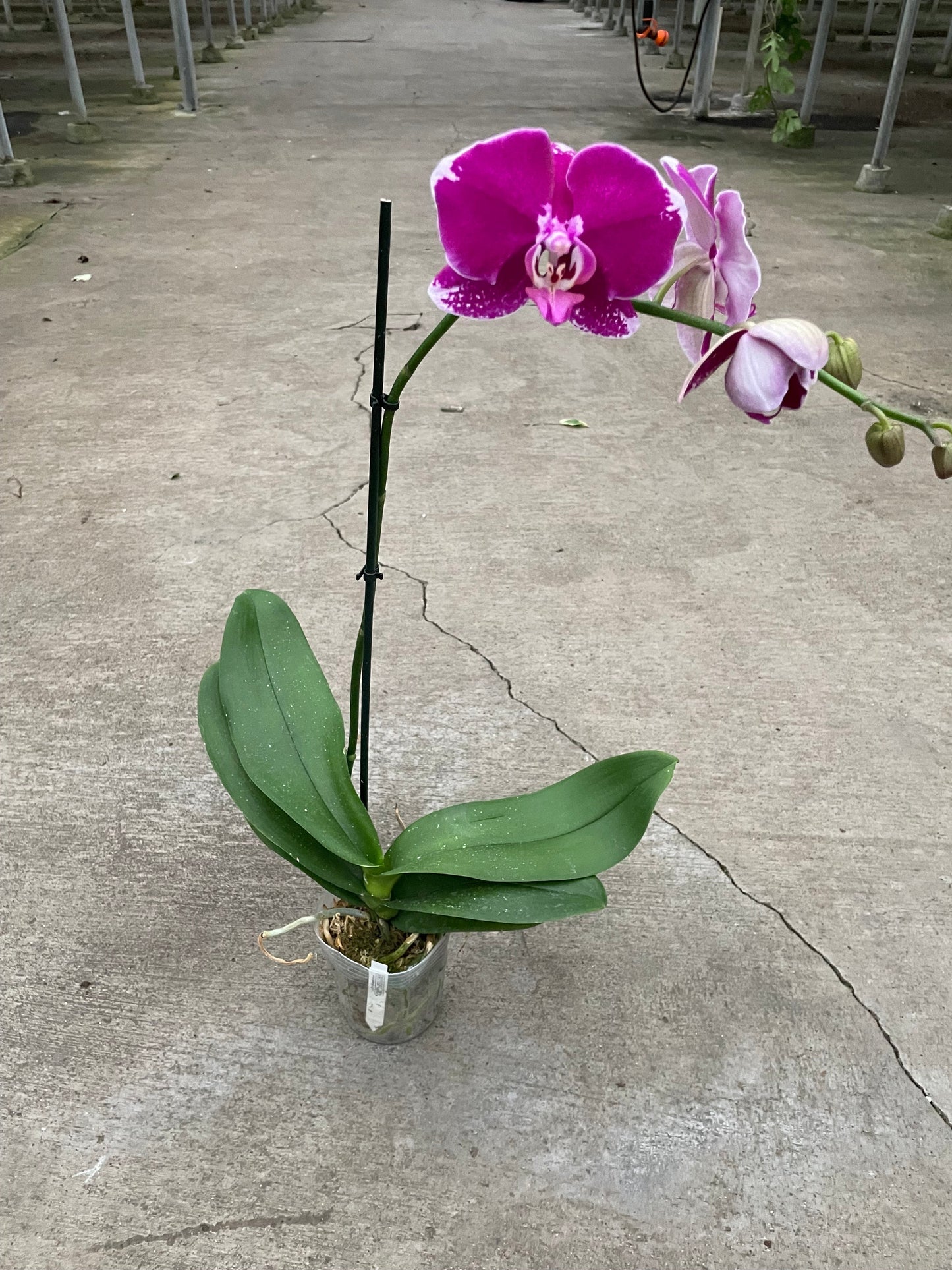 Orchid 'Purple Spotted Phalaenopsis' - Spotty Dotty Delight: Exotic and Long-Lasting Blooms