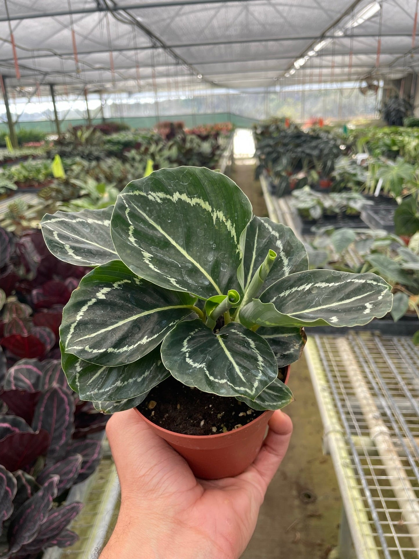 Calathea 'Green Goddess' - Divine Leaf Envy: Unique Houseplant with Stunning Variegated Foliage