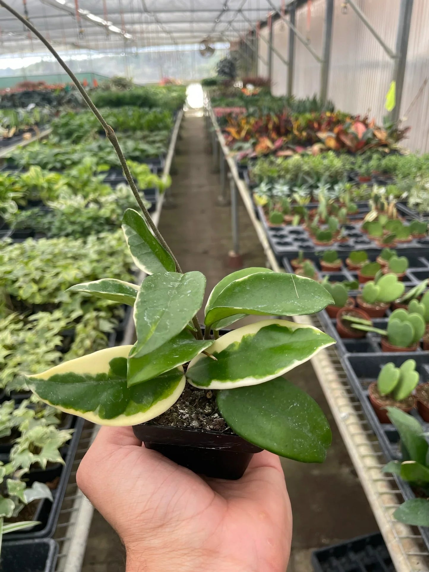 Hoya Carnosa 'Tricolor' - Color Chameleon: Low Maintenance, Color-Changing Houseplant