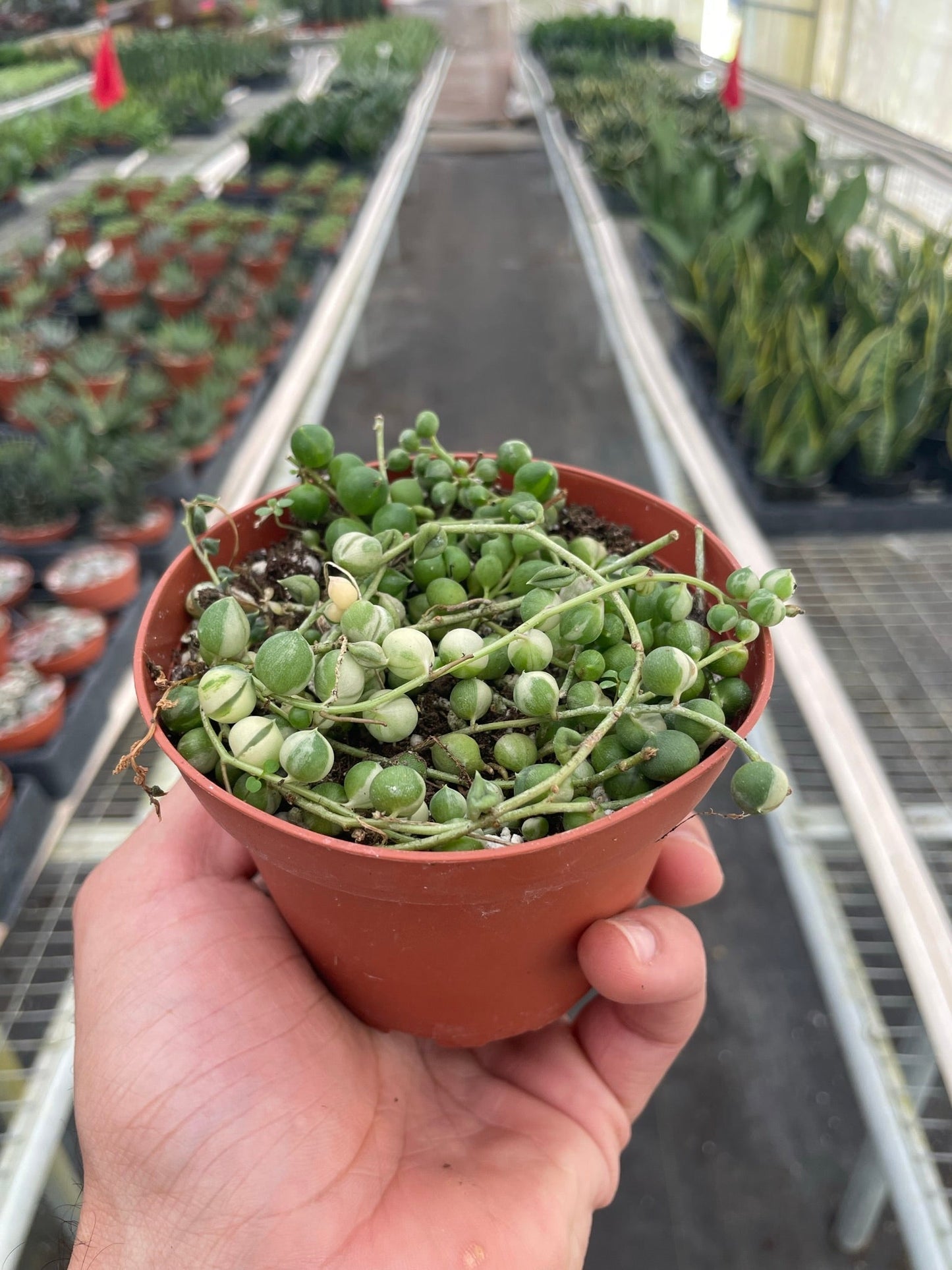 Succulent 'String of Pearls' Variegated - Pearl Beaded Beauty: Easy-Care Cascading Succulent for Indoor Oasis