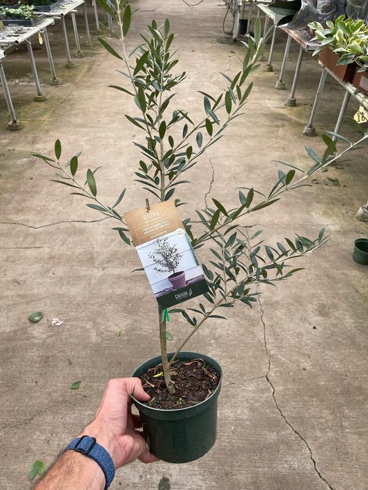 Common Olive Tree (Olea europaea) - Little Olive, Big Charm: Fragrant & Ornamental Evergreen