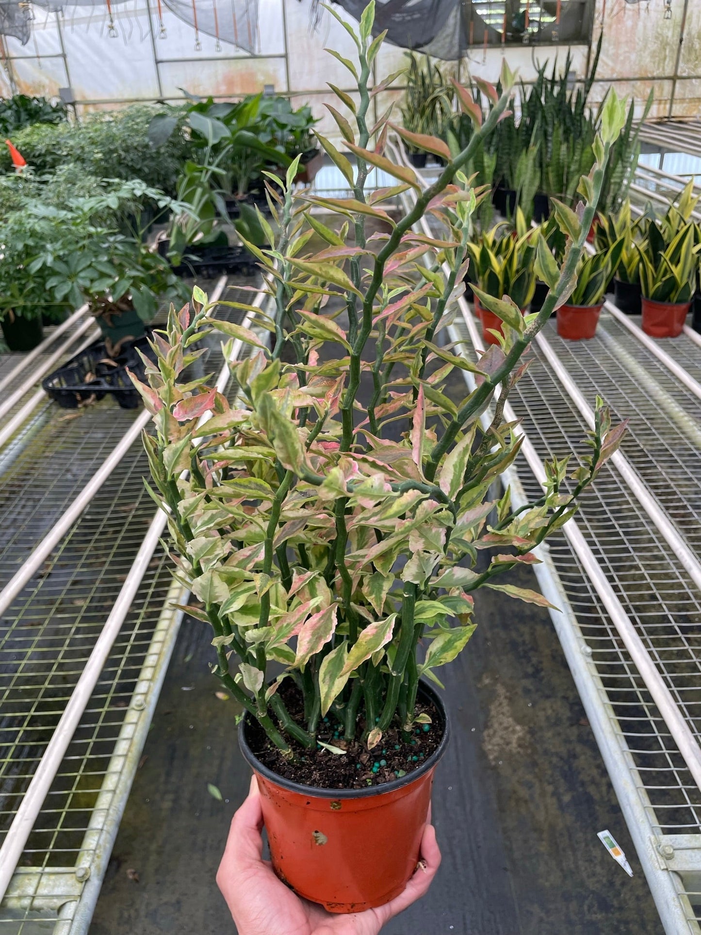 Variegated Devil's Backbone Euphorbia - Zigzag Zest: Striking Succulent with Unique Zig-Zag Stems