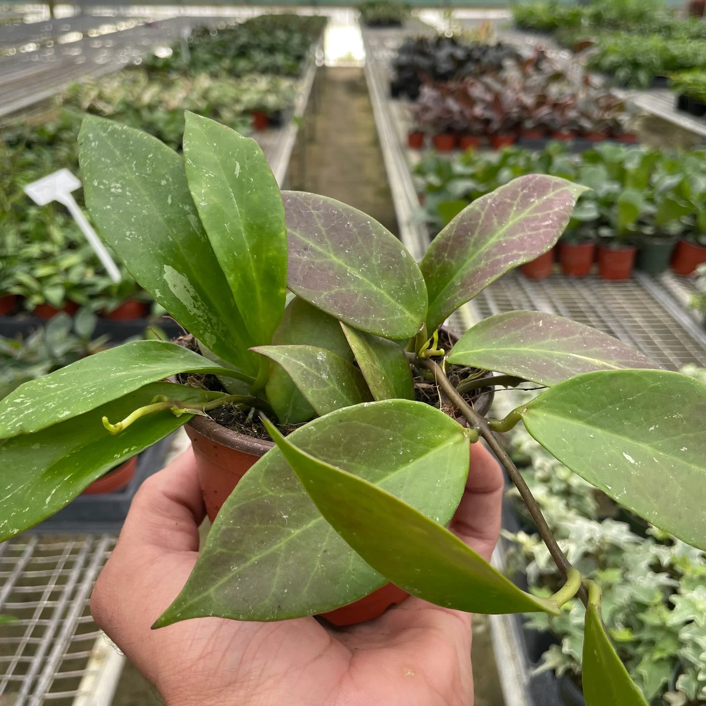 Hoya 'Sunrise' - Morning Glory: Vibrant, Low-Maintenance Hanging Wax Plant