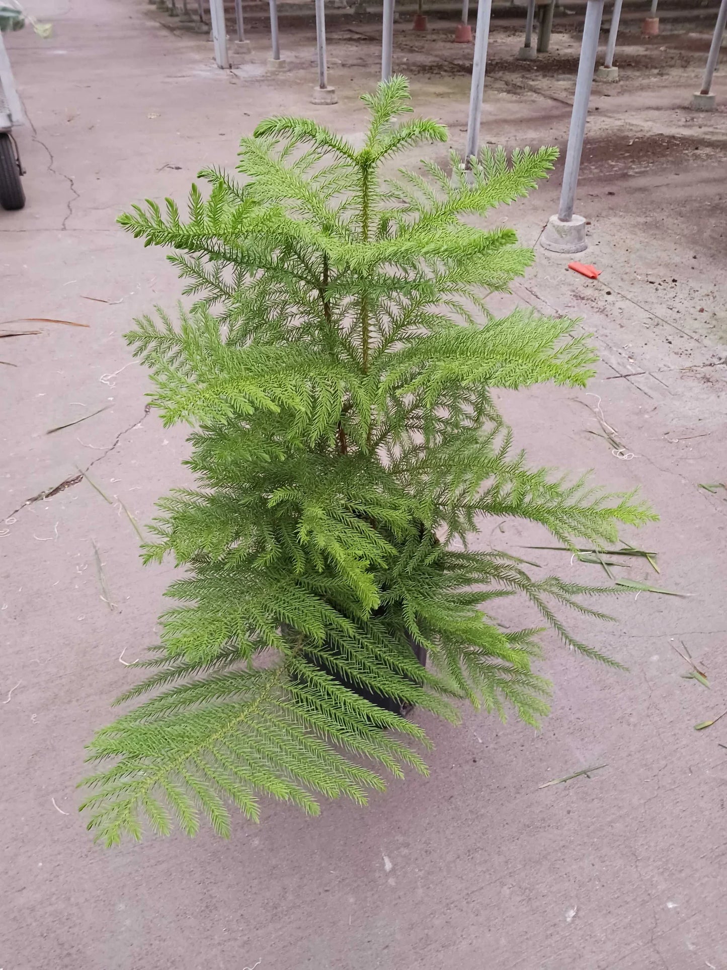 Norfolk 'Island Pine' - Tropical Tannenbaum: Exotic Indoor Conifer Houseplant