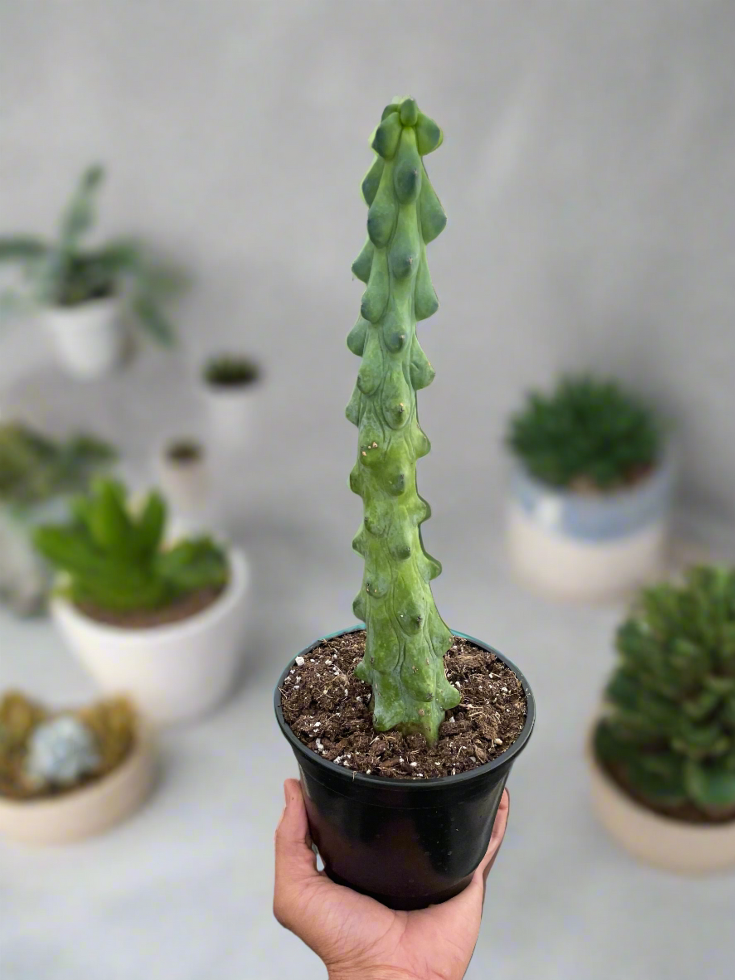 Boobie Cactus - Cheeky Nods: Unique and Playful Indoor Plant for Succulent Lovers