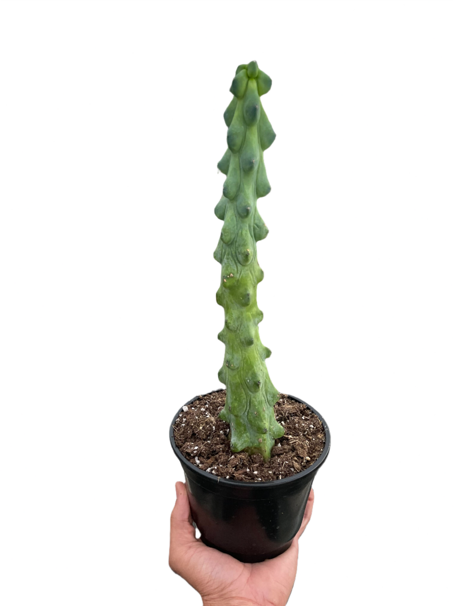 Boobie Cactus - Cheeky Nods: Unique and Playful Indoor Plant for Succulent Lovers