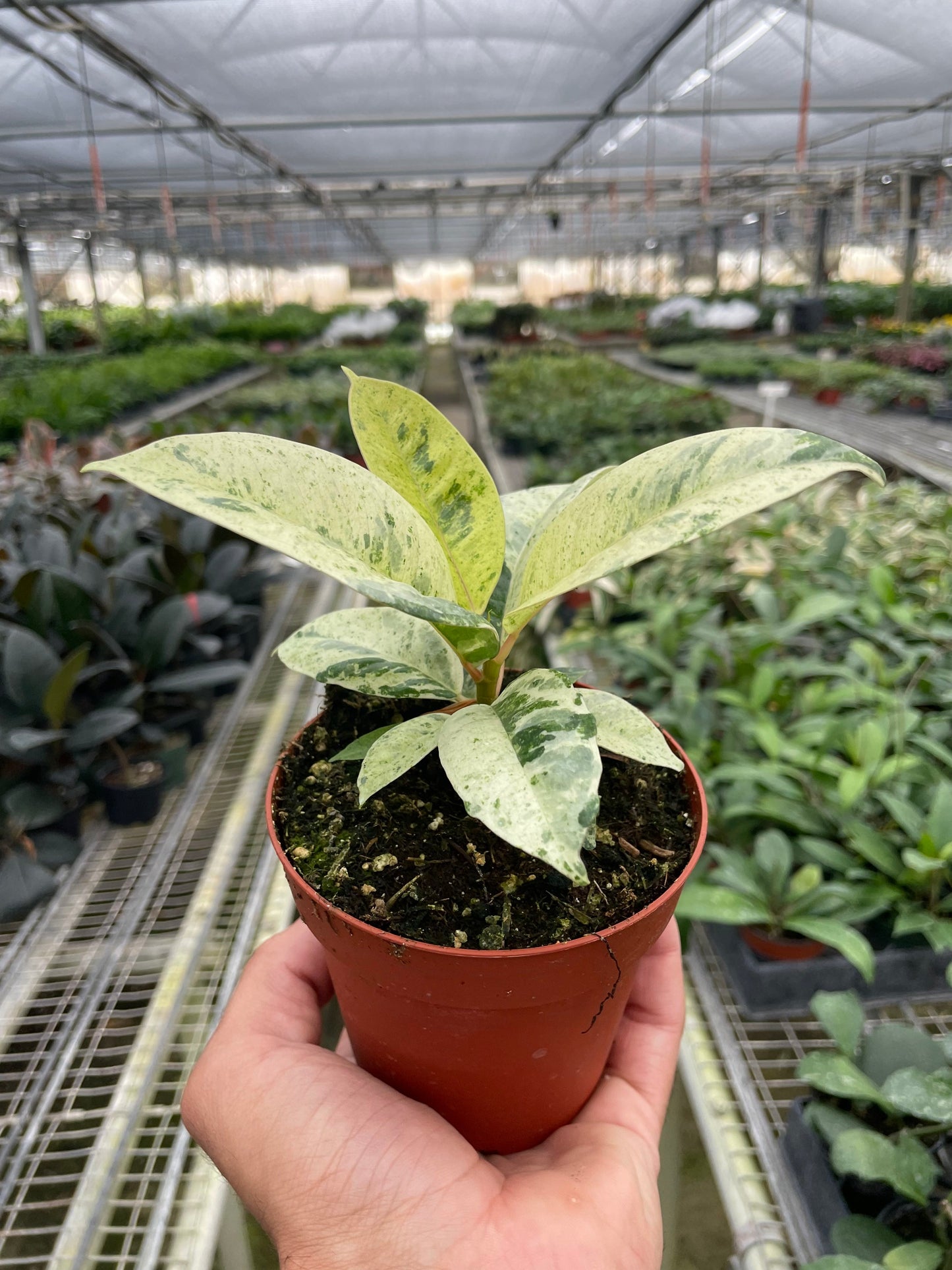 Ficus 'Shivereana' (Moonshine) - Minty Moonlit Marvel: Rare Variegated Houseplant