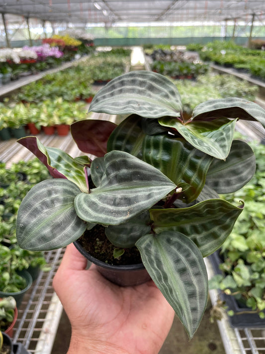 Geogenanthus 'Seersucker' - Crinkle Cut Wonder: Unique, Low Maintenance Indoor Plant