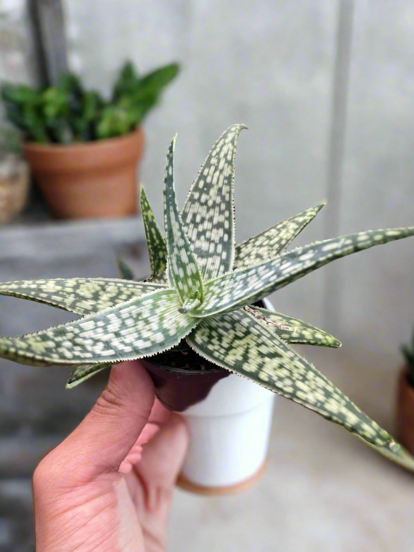 Frosty Friend: Aloe 'White Fox' - Compact Succulent with Unique Frosted Leaves