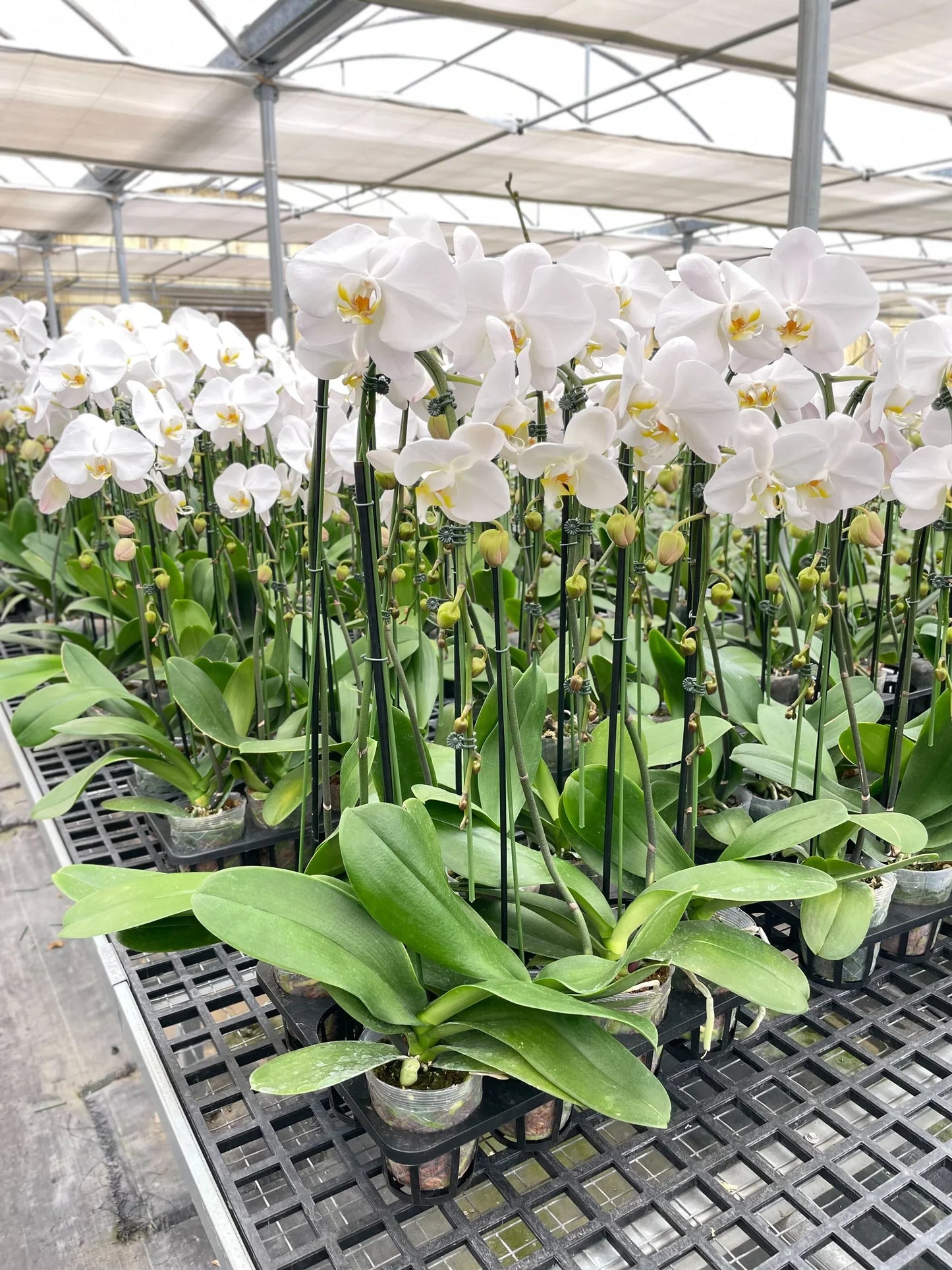 Orchid 'White Phalaenopsis' - Moonlit Elegance: Stunning Epiphytic Flowering Houseplant