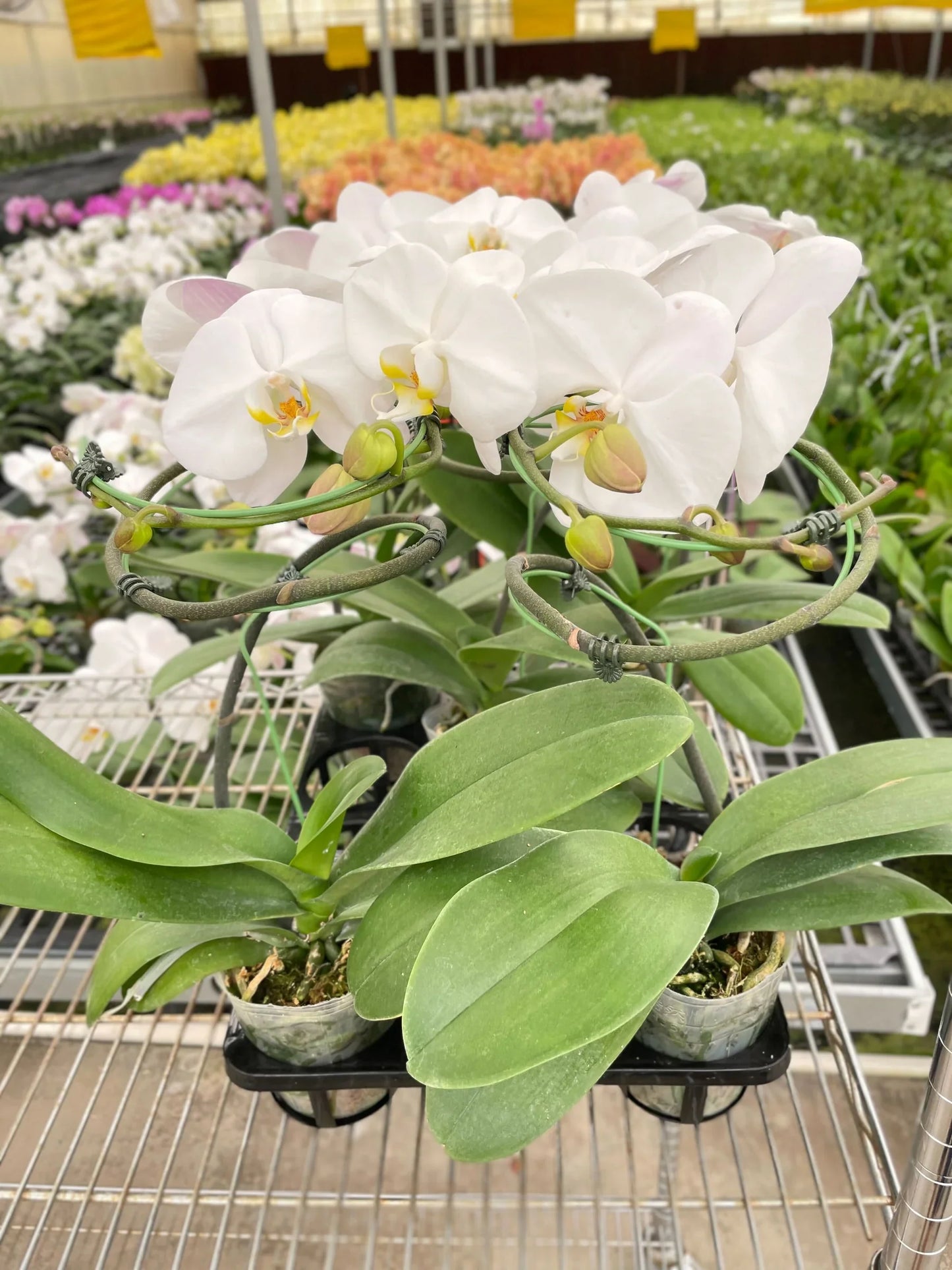 Orchid 'White Phalaenopsis' - Moonlit Elegance: Stunning Epiphytic Flowering Houseplant