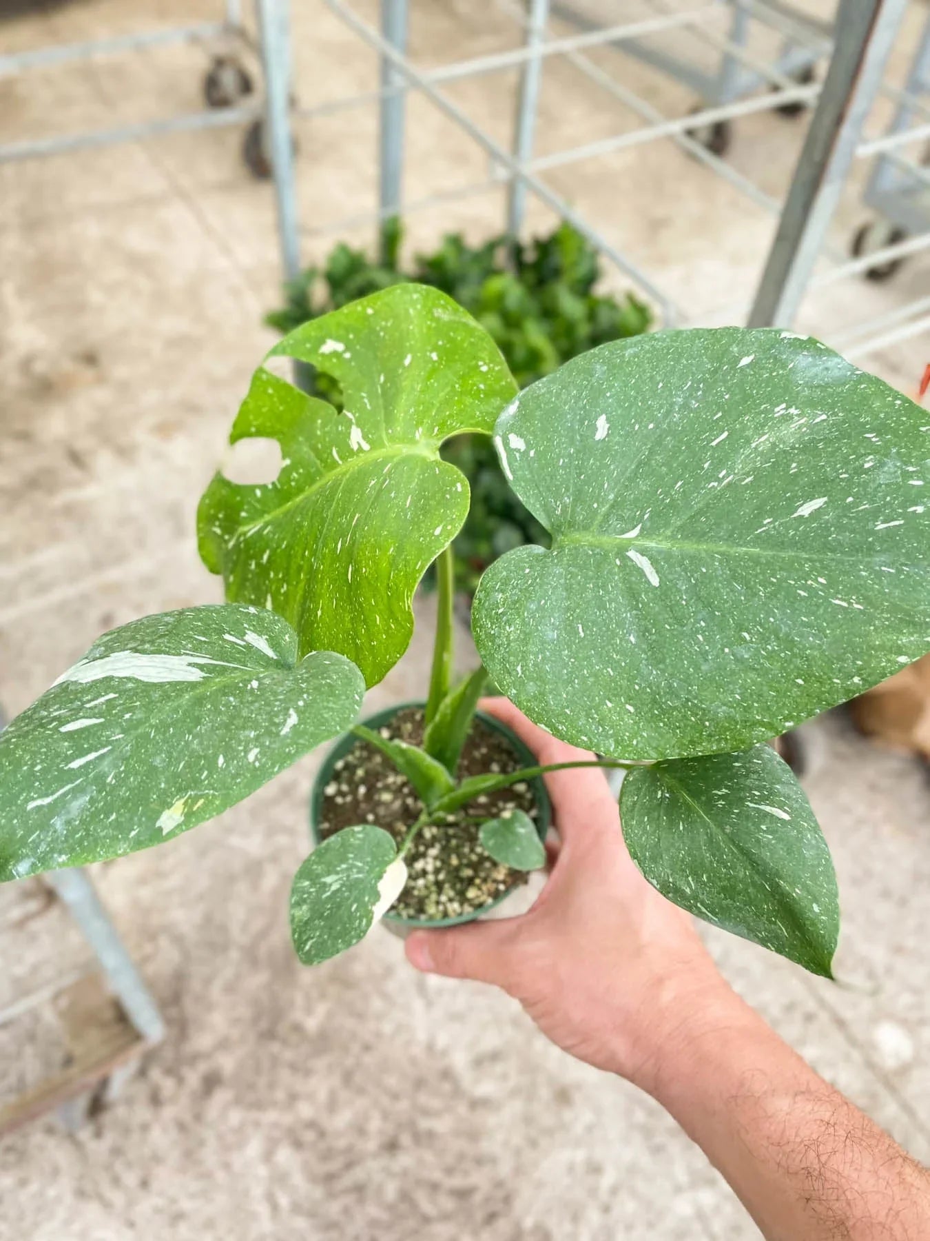 Monstera 'Thai Constellation' - Starry Night Delight: Rare Variegated Houseplant