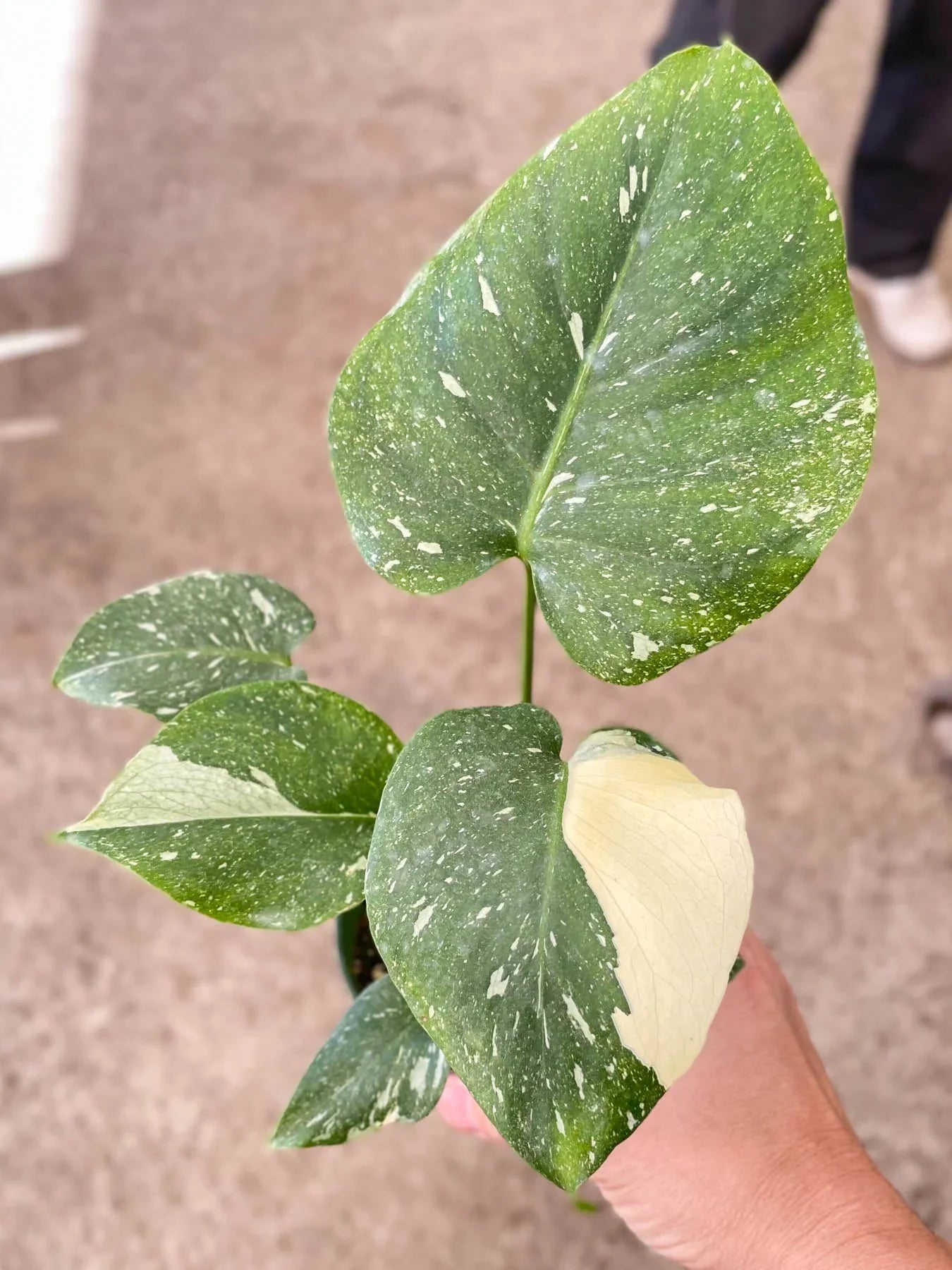 Monstera 'Thai Constellation' - Starry Night Delight: Rare Variegated Houseplant