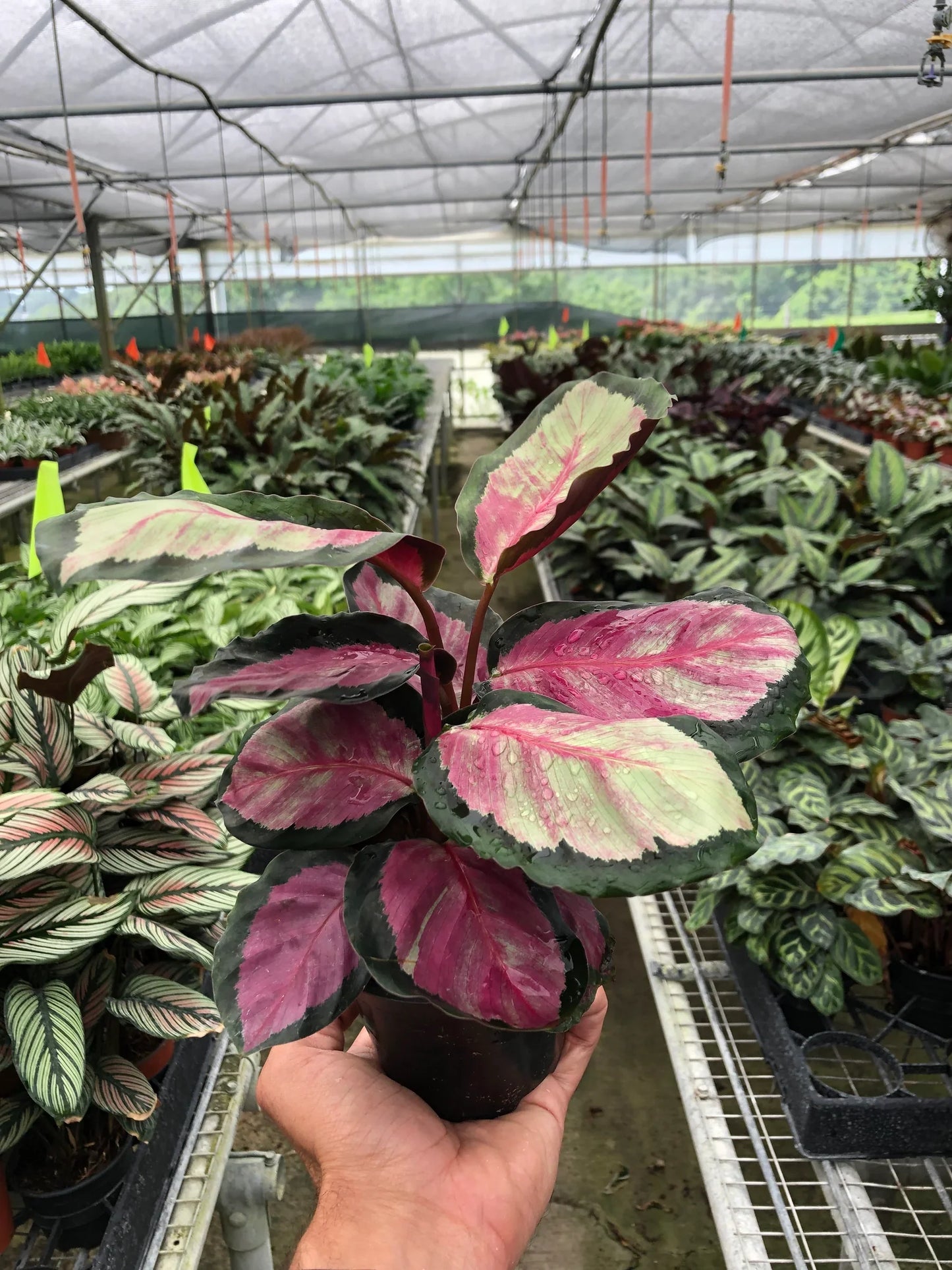 Calathea roseopicta 'Silvia' - Silvia's Secret: Stunning Tropical Prayer Plant