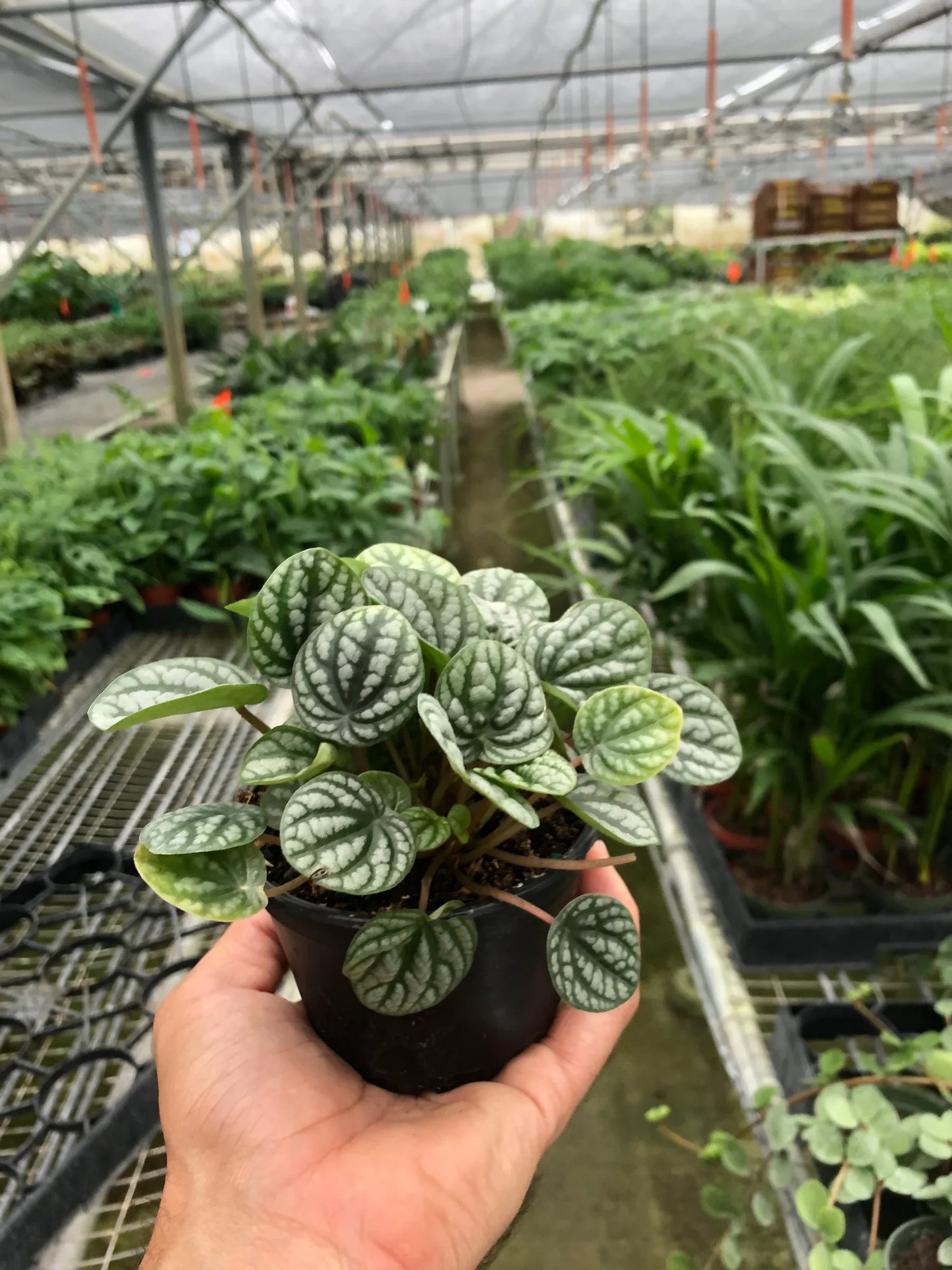 Peperomia 'Burbella' - Burbella Bliss: Radiator Plant with Ribbed Bohemian Leaves