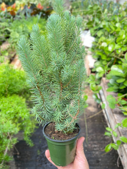 Blue Pine Trees - The Blue Sky Canopy: Evergreen Italian Stone Pine, Roman Pine, Umbrella Pine