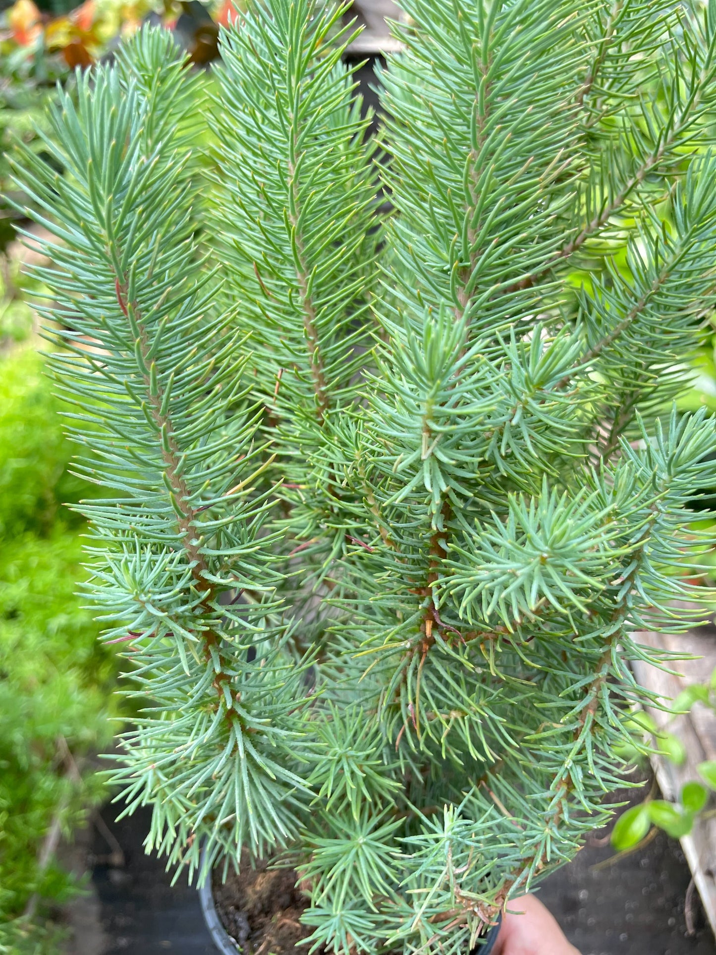 Blue Pine Trees - The Blue Sky Canopy: Evergreen Italian Stone Pine, Roman Pine, Umbrella Pine