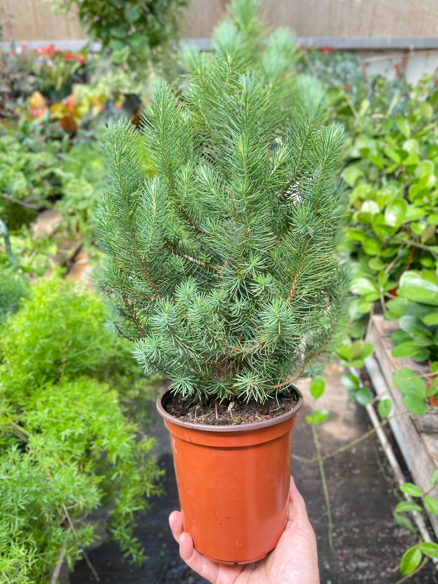 Blue Pine Trees - The Blue Sky Canopy: Evergreen Italian Stone Pine, Roman Pine, Umbrella Pine