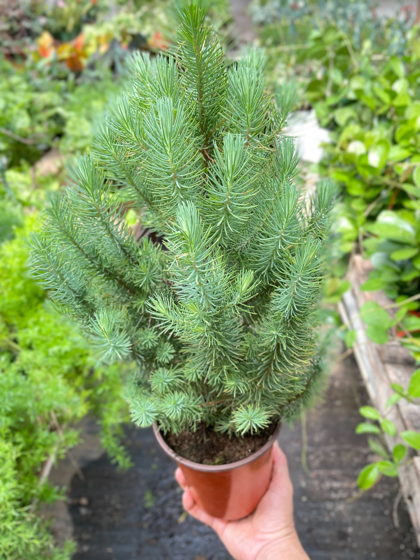 Blue Pine Trees - The Blue Sky Canopy: Evergreen Italian Stone Pine, Roman Pine, Umbrella Pine