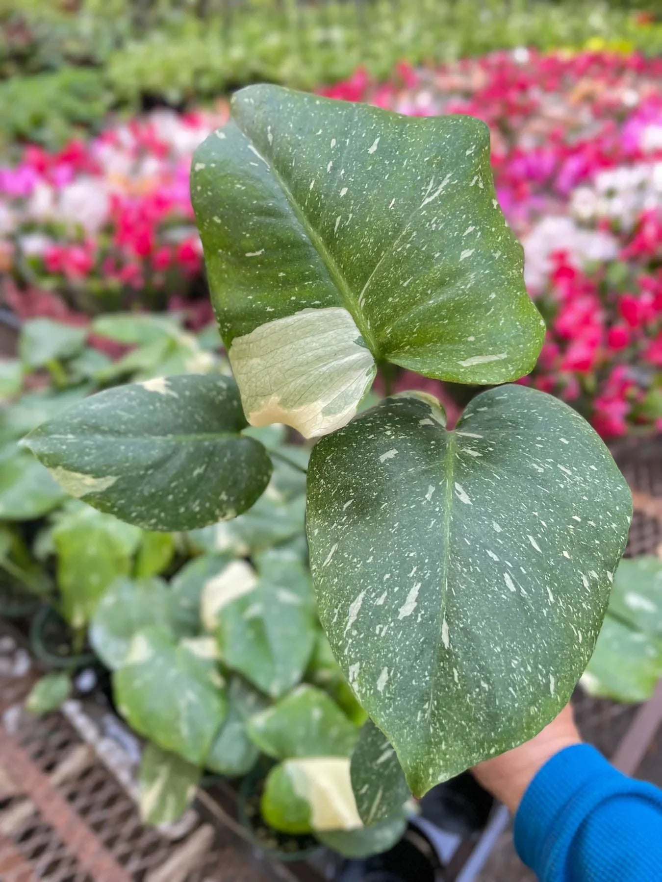 Monstera 'Thai Constellation' - Starry Night Delight: Rare Variegated Houseplant