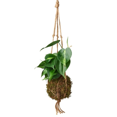 Kokedama Moss Ball Hanging Plant - Magic Moss Orb: Japanese Bonsai Art for Elegant Indoor Gardens