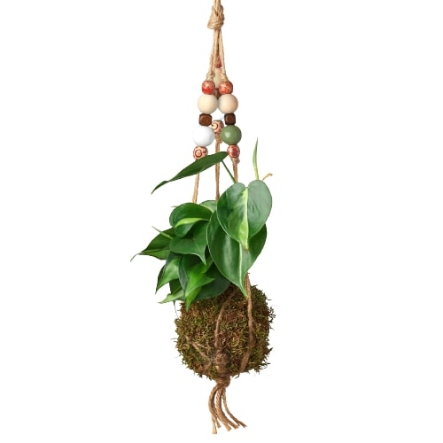 Bead Kokedama Moss Ball Hanging Plant - Mossy Marvel: Elegant Japanese Inspired Plant