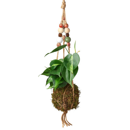 Bead Kokedama Moss Ball Hanging Plant - Mossy Marvel: Elegant Japanese Inspired Plant